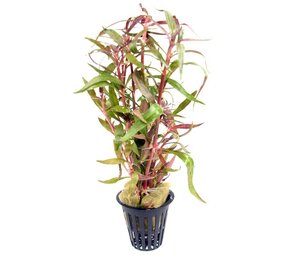 Moerings Alternanthera Rosaefolia pot