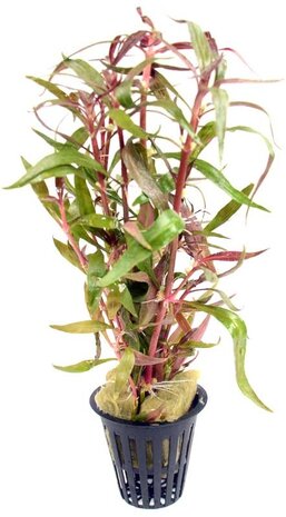 Moerings Alternanthera Rosaefolia pot Moerings Alternanthera Rosaefolia pot