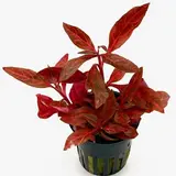 Moerings Alternanthera Rosanervig pot