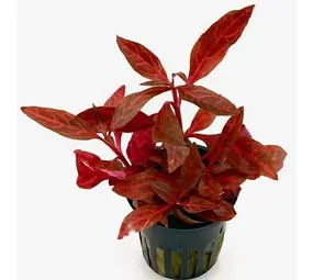 Moerings Alternanthera Rosanervig pot Moerings Alternanthera Rosanervig pot