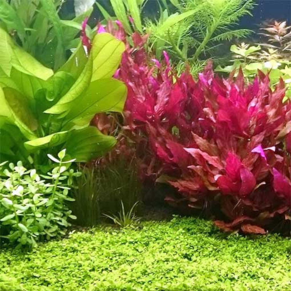 Moerings Alternanthera Rosanervig pot Moerings Alternanthera Rosanervig pot