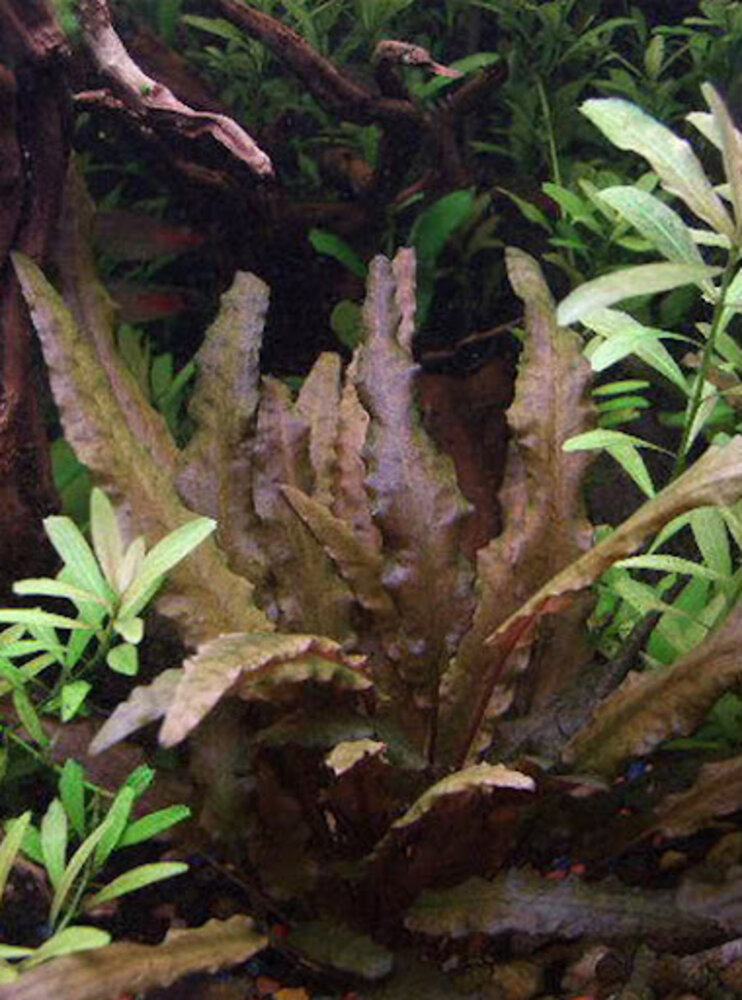 Moerings Cryptocoryne Wendtii Bruin Pot