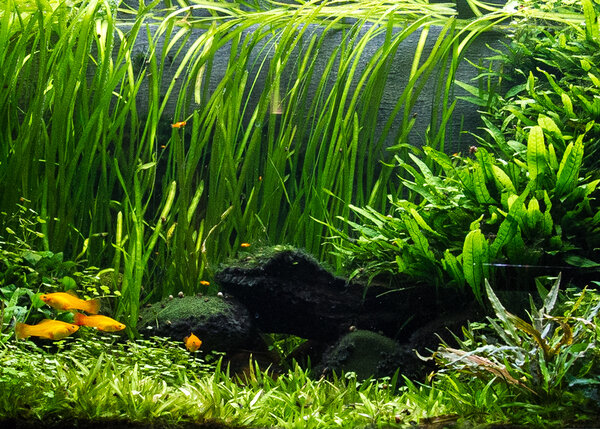 Moerings Vallisneria Spiralis Moerings Vallisneria Spiralis