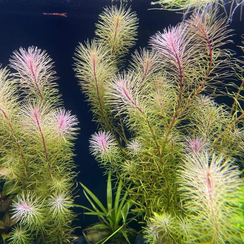 Moerings Rotala Bossii Pot Moerings Rotala Bossii Pot