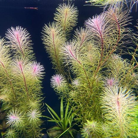 Moerings Rotala Bossii Pot Moerings Rotala Bossii Pot