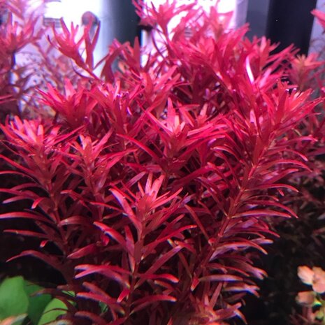 Moerings Rotala H'ra pot Moerings Rotala H'ra pot