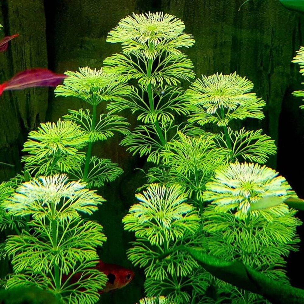 Moerings Limnophila Sessiliflora pot (ambulia)