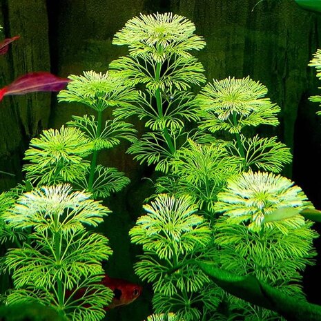 Moerings Limnophila Sessiliflora pot (ambulia)