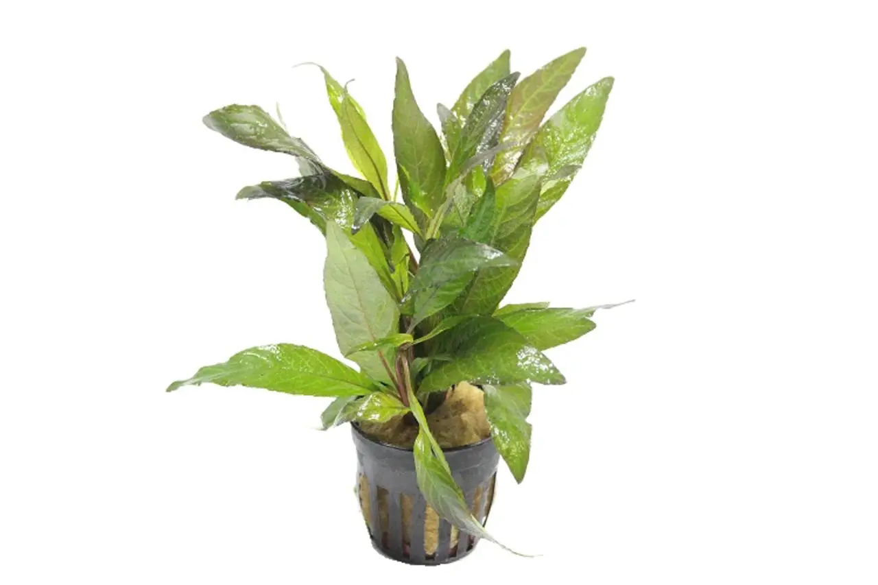 Moerings Hygrophila Angustifolia Rubra Pot Moerings Hygrophila Angustifolia Rubra Pot