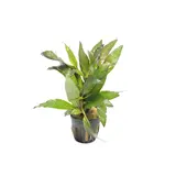 Moerings Hygrophila Angustifolia Rubra Pot