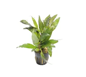 Moerings Hygrophila Angustifolia Rubra Pot Moerings Hygrophila Angustifolia Rubra Pot