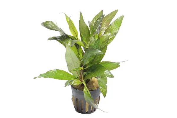 Moerings Hygrophila Angustifolia Rubra Pot Moerings Hygrophila Angustifolia Rubra Pot