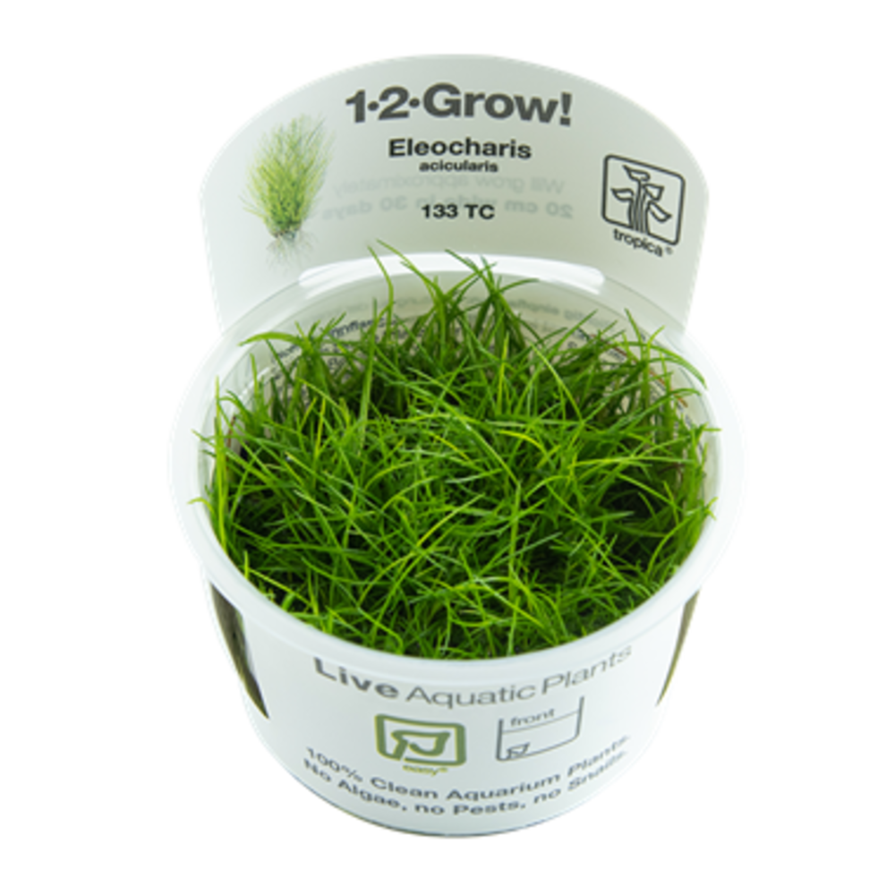 Tropica Eleocharis Acicularis 1-2 Grow! Tropica Eleocharis Acicularis 1-2 Grow!