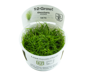Tropica Eleocharis Acicularis 1-2 Grow! Tropica Eleocharis Acicularis 1-2 Grow!