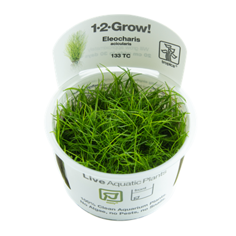 Tropica Eleocharis Acicularis 1-2 Grow! Tropica Eleocharis Acicularis 1-2 Grow!