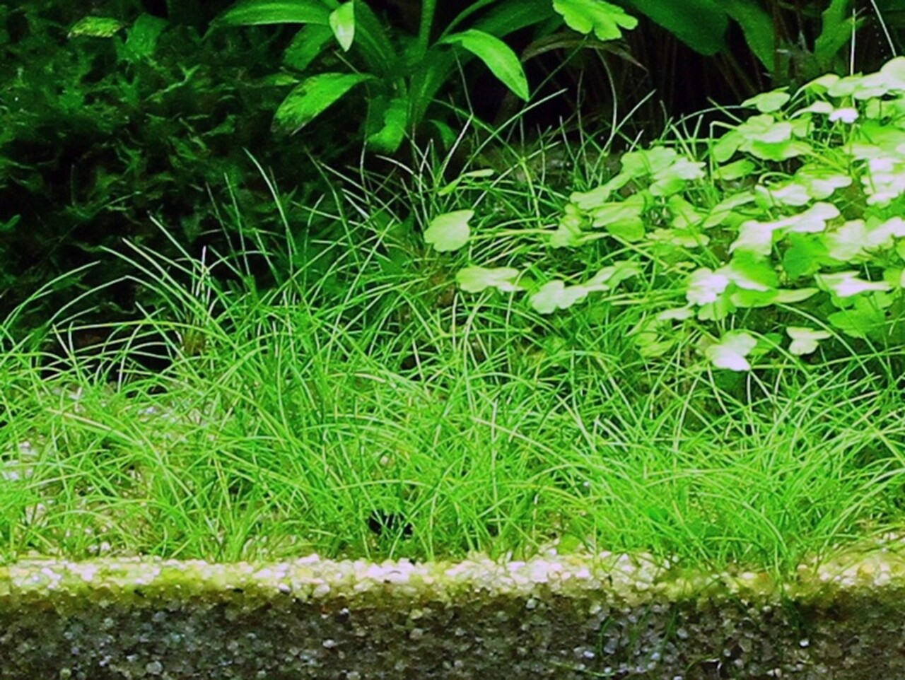Tropica Eleocharis Acicularis 1-2 Grow! Tropica Eleocharis Acicularis 1-2 Grow!