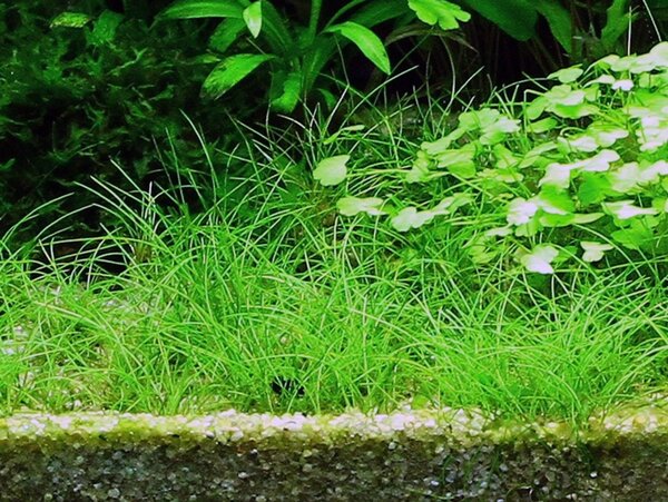 Tropica Eleocharis Acicularis 1-2 Grow! Tropica Eleocharis Acicularis 1-2 Grow!