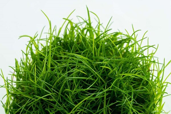 Tropica Eleocharis Acicularis 1-2 Grow! Tropica Eleocharis Acicularis 1-2 Grow!