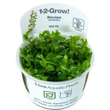 Tropica Bacopa Caroliniana 1-2 Grow! Tropica Bacopa Caroliniana 1-2 Grow!