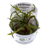 Tropica Cryptocoryne Crispatula 1-2 Grow! Tropica Cryptocoryne Crispatula 1-2 Grow!