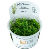 Tropica Rotala Rotundifolia Green 1-2 Grow! Tropica Rotala Rotundifolia Green 1-2 Grow!
