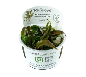 Tropica Cryptocoryne Undulata Broad Leaf 1-2 Grow! Tropica Cryptocoryne Undulata Broad Leaf 1-2 Grow!