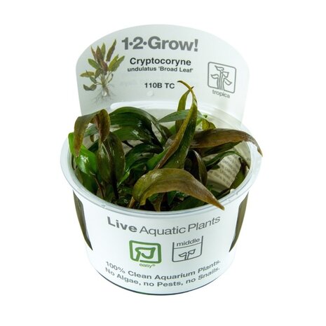 Tropica Cryptocoryne Undulata Broad Leaf 1-2 Grow! Tropica Cryptocoryne Undulata Broad Leaf 1-2 Grow!