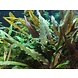 Tropica Cryptocoryne Undulata Broad Leaf 1-2 Grow! Tropica Cryptocoryne Undulata Broad Leaf 1-2 Grow!