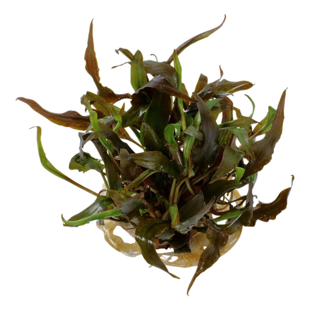 Tropica Cryptocoryne Undulata Broad Leaf 1-2 Grow! Tropica Cryptocoryne Undulata Broad Leaf 1-2 Grow!