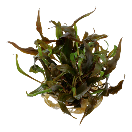Tropica Cryptocoryne Undulata Broad Leaf 1-2 Grow! Tropica Cryptocoryne Undulata Broad Leaf 1-2 Grow!