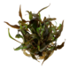 Tropica Cryptocoryne Undulata Broad Leaf 1-2 Grow! Tropica Cryptocoryne Undulata Broad Leaf 1-2 Grow!