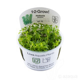 Tropica Hottonia Palustris 1-2 Grow! Tropica Hottonia Palustris 1-2 Grow!