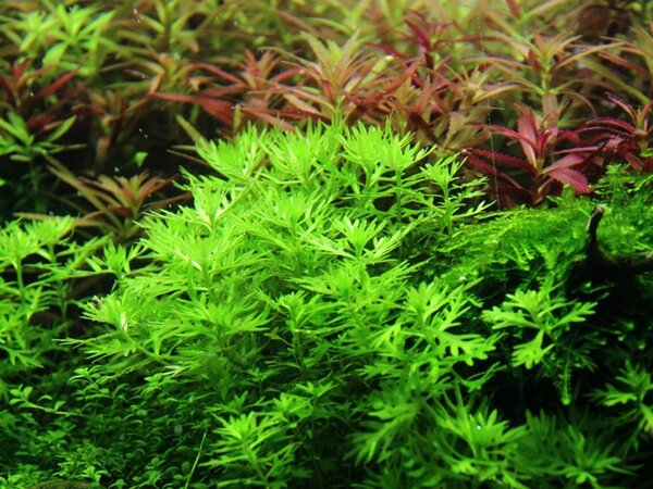 Tropica Hottonia Palustris 1-2 Grow!