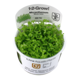 Tropica Micranthemum tweediei Monte Carlo 1-2 Grow! Tropica Micranthemum tweediei Monte Carlo 1-2 Grow!