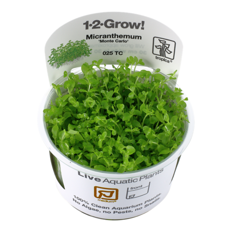 Tropica Micranthemum tweediei Monte Carlo 1-2 Grow! Tropica Micranthemum tweediei Monte Carlo 1-2 Grow!