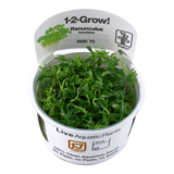 Tropica Ranunculus Inundatus 1-2 Grow! Tropica Ranunculus Inundatus 1-2 Grow!