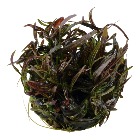 Tropica Hygrophila Lancea Araguaia 1-2 Grow! Tropica Hygrophila Lancea Araguaia 1-2 Grow!