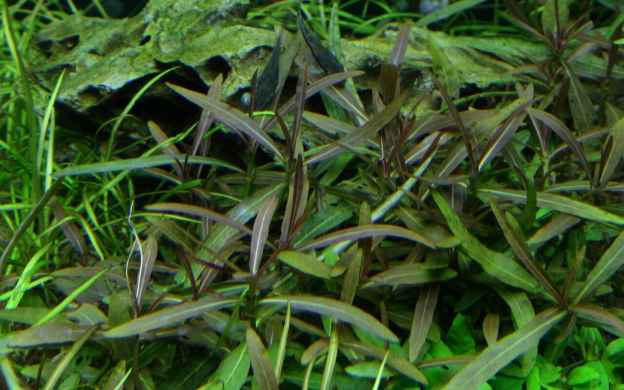 Tropica Hygrophila Lancea Araguaia 1-2 Grow! Tropica Hygrophila Lancea Araguaia 1-2 Grow!