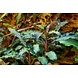 Tropica Bucephalandra debolica 'Kedagang' 1-2 Grow! Tropica Bucephalandra debolica 'Kedagang' 1-2 Grow!