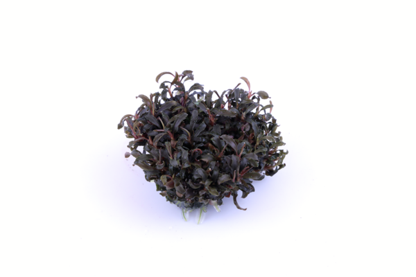 Tropica Bucephalandra debolica 'Kedagang' 1-2 Grow! Tropica Bucephalandra debolica 'Kedagang' 1-2 Grow!