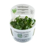 Tropica Schismatoglottis Prietoi 1-2 Grow! Tropica Schismatoglottis Prietoi 1-2 Grow!
