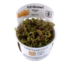 Tropica Rotala Rotundifolia H'ra 1-2 Grow! Tropica Rotala Rotundifolia H'ra 1-2 Grow!