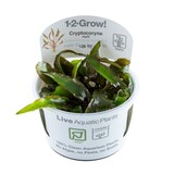 Tropica Cryptocoryne Nurii 1-2 Grow! Tropica Cryptocoryne Nurii 1-2 Grow!