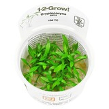 Tropica Cryptocoryne Parva 1-2 Grow! Tropica Cryptocoryne Parva 1-2 Grow!