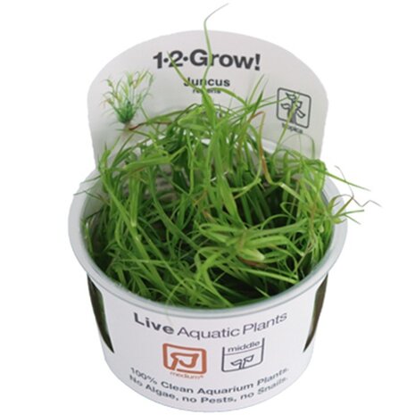Tropica Juncus Repens 1-2 Grow!