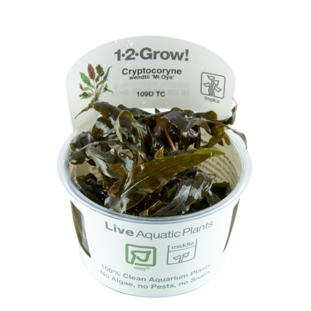 Tropica Cryptocoryne wendtii Mi Oya 1-2 Grow! Tropica Cryptocoryne wendtii Mi Oya 1-2 Grow!