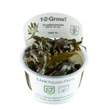 Tropica Cryptocoryne wendtii Mi Oya 1-2 Grow! Tropica Cryptocoryne wendtii Mi Oya 1-2 Grow!