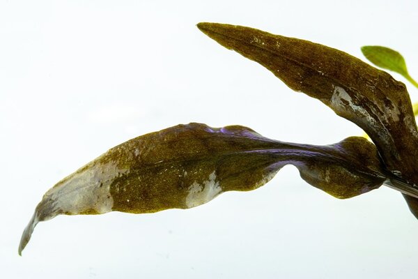 Tropica Cryptocoryne wendtii Mi Oya 1-2 Grow! Tropica Cryptocoryne wendtii Mi Oya 1-2 Grow!
