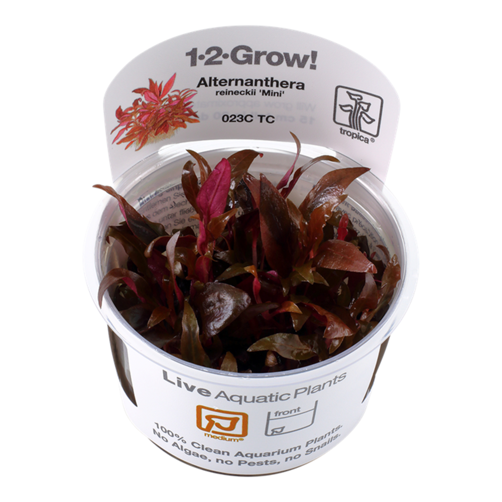 Tropica Alternanthera Reineckii Mini 1-2 Grow! Tropica Alternanthera Reineckii Mini 1-2 Grow!