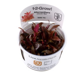 Tropica Alternanthera Reineckii Mini 1-2 Grow! Tropica Alternanthera Reineckii Mini 1-2 Grow!